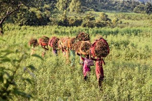 Des objectifs utilisateurs clairs et une communication efficace pour Commonland